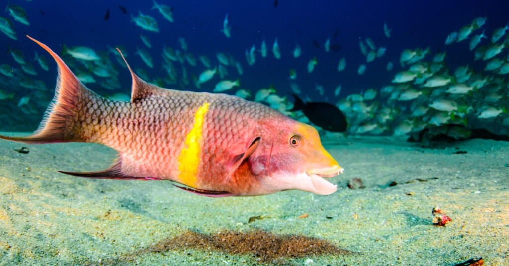 Animali che cambiano colore - Hogfish
