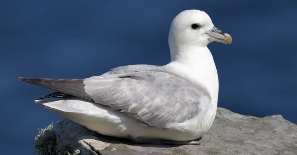 Animali che sputano acido: il Fulmar