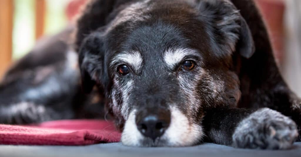 Le condizioni mediche possono far apparire bianca la cacca di un cane