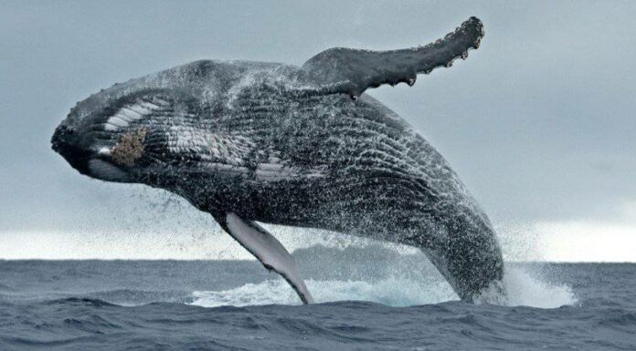  Come muoiono le balene?  7 cause comuni di morte per le balene
