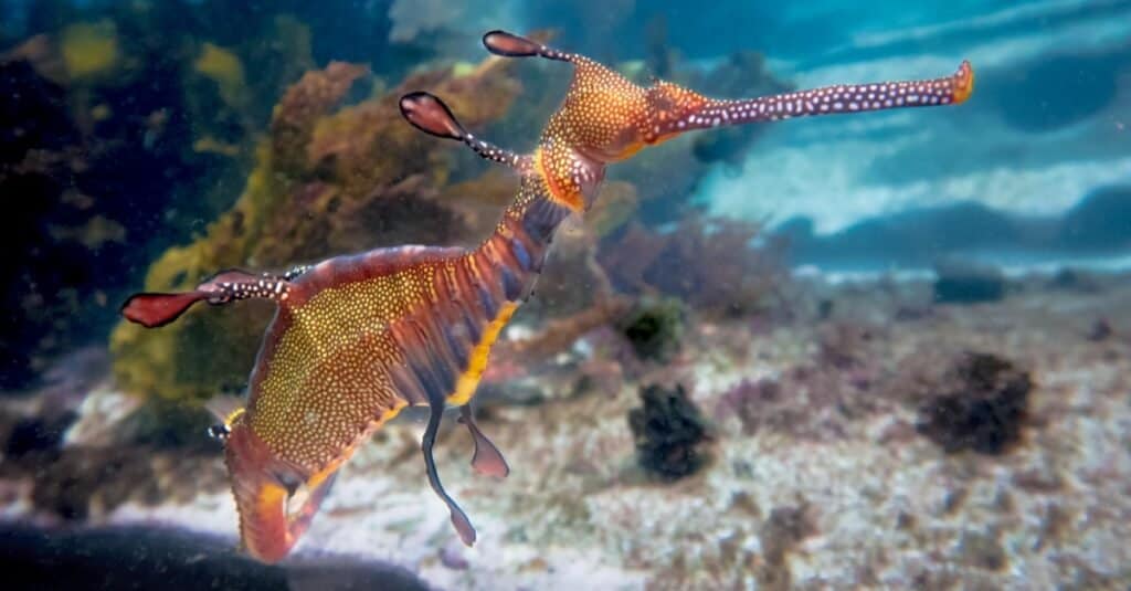 Animali che vivono nelle barriere coralline: Sea Dragon