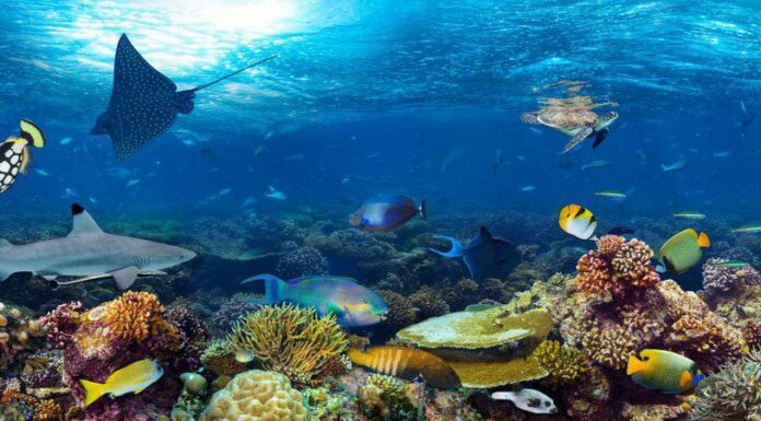I 10 animali più incredibili che vivono nelle barriere coralline
