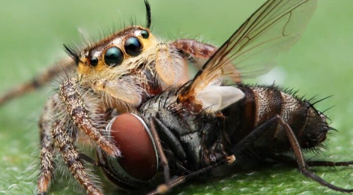 Scopri 15 fantastici animali che mangiano insetti
