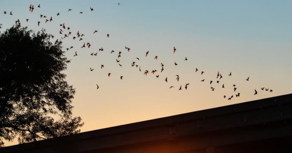 Animali che cantano-pipistrello messicano con coda libera