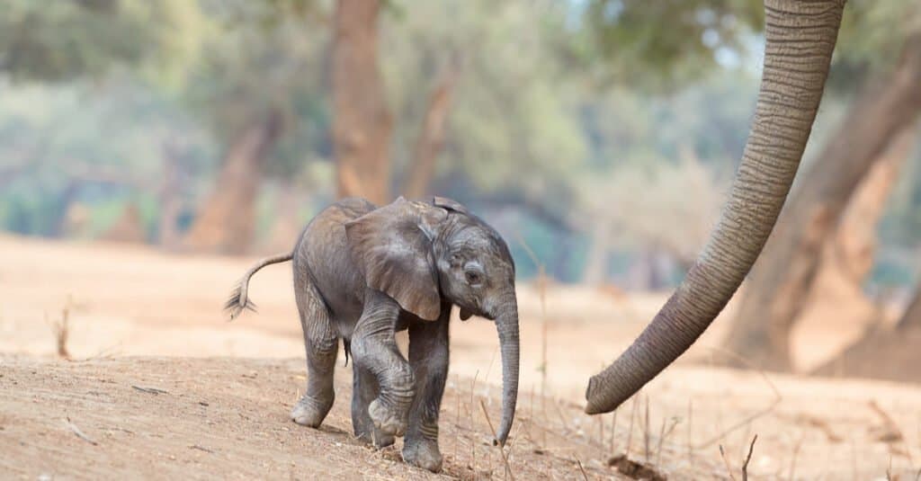 Quanto durano le gravidanze degli elefanti - cucciolo di elefante