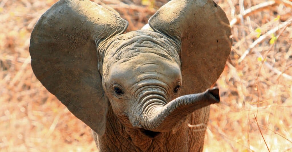 10 incredibili fatti sugli elefanti - Cucciolo di elefante