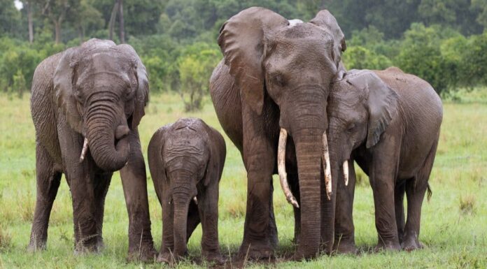 Quanti elefanti sono rimasti nel mondo?
