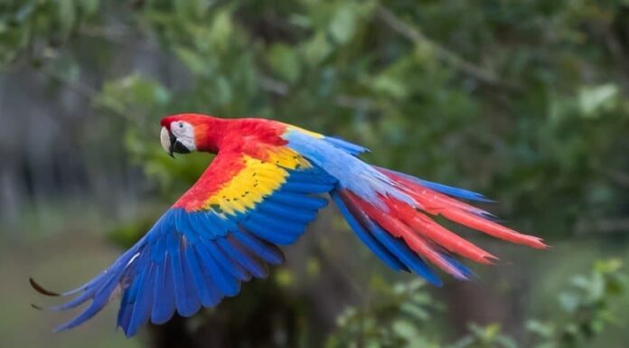 Largest Parrots - Blue and Yellow Macaw