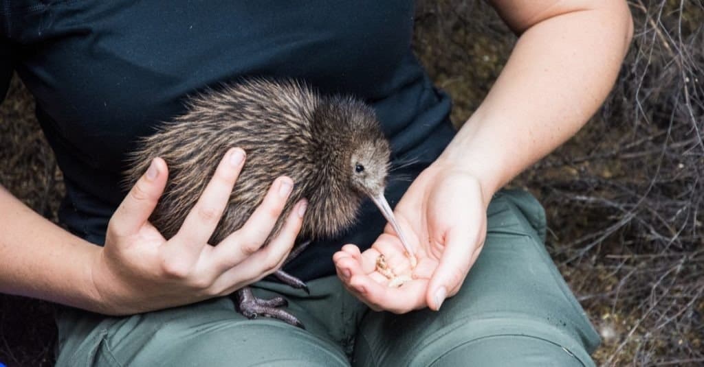Un cucciolo di kiwi viene allattato in un vivaio aviario nella riserva naturale di Cape Kidnappers, Hawkes Bay, Nuova Zelanda