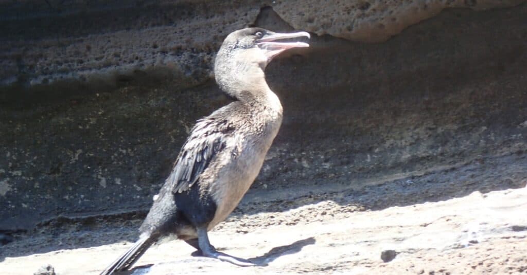 Uccelli che non sanno volare: il cormorano incapace di volare