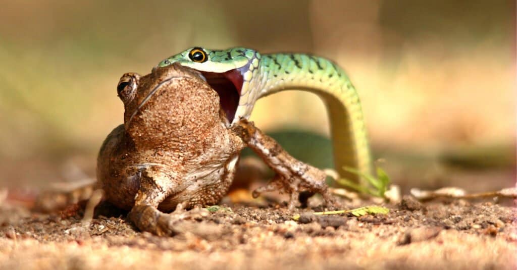 Cosa mangiano i serpenti: un serpente che mangia una rana