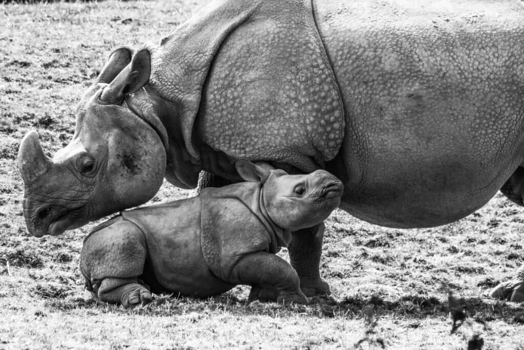 Rhino baby - un vitello di rinoceronte indiano