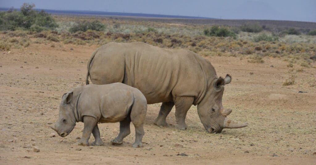 Rhino baby - Una madre di rinoceronte bianco e il suo cucciolo