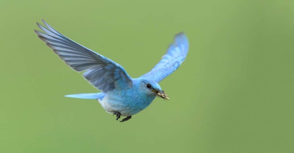 Maschio adulto Mountain Bluebird (Sialia currucoides) volare a Kamloops, Canada.