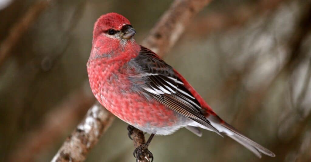 Uccelli che sembrano cardinali: Red Crossbill
