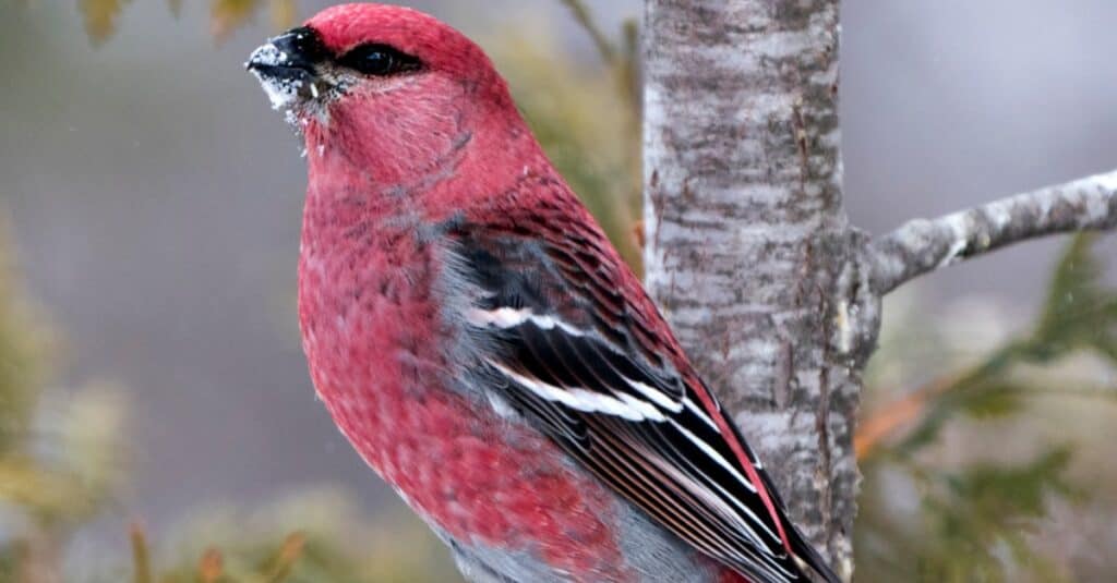 Uccelli che sembrano cardinali: Frosone di pino