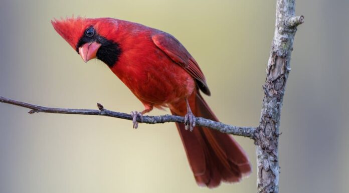 6 uccelli che sembrano cardinali
