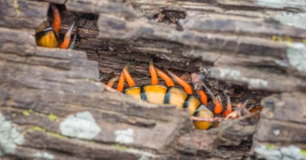 I 10 millepiedi più grandi - Sonoran Centipede