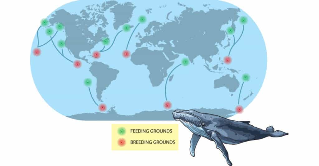 Migrazione delle balene - Migrazione delle megattere 