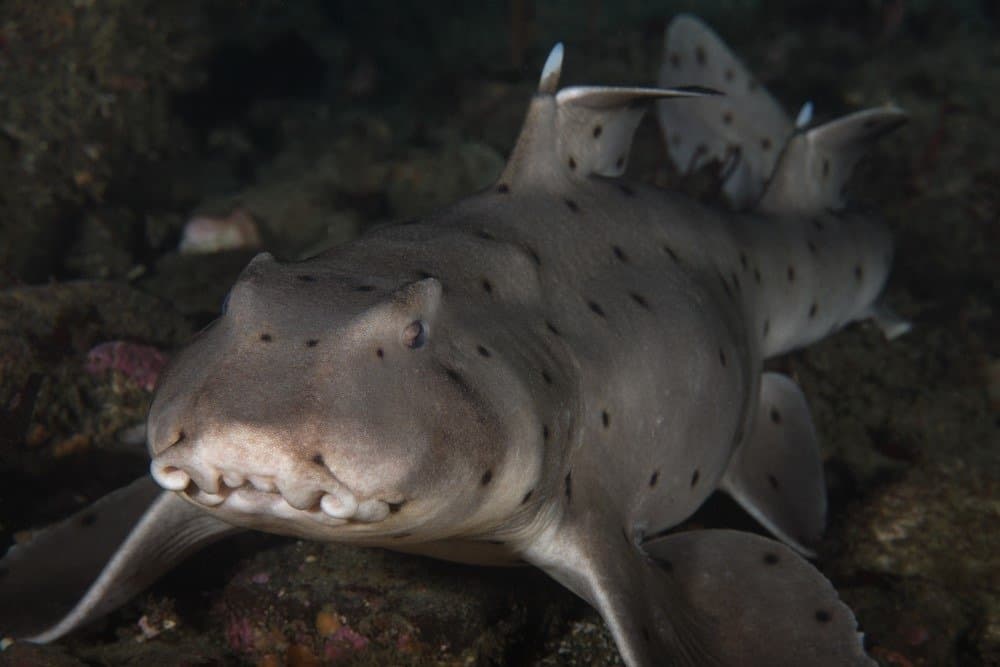 Tipi di squali - Squalo corno - Heterodontus francisci, Squalo corno su una barriera corallina di Palos Verdes