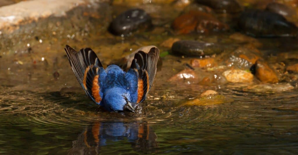 Uccelli che sono blu - Acqua potabile di Grosbeak blu