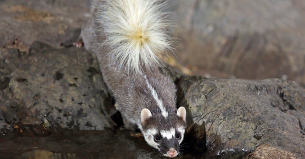 Fatti sugli animali del tasso - Tasso furetto