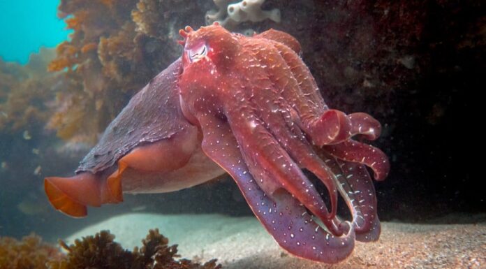 Craziest Animal Adaptations: Cuttlefish