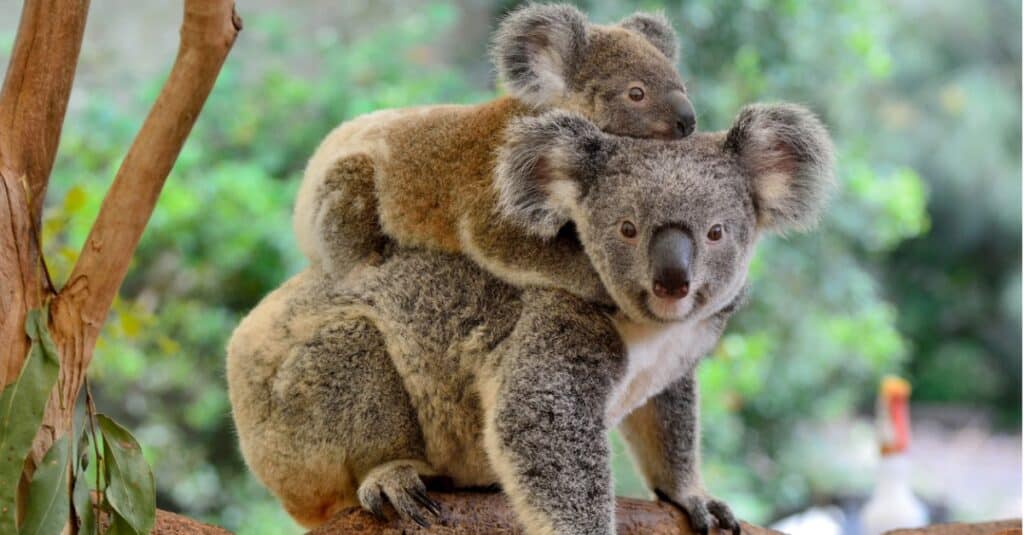 cucciolo di koala che abbraccia una mamma koala