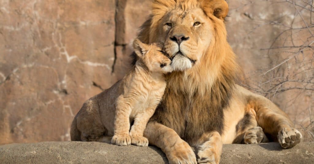 Cucciolo di leone: un cucciolo di leone che si coccola con un maschio