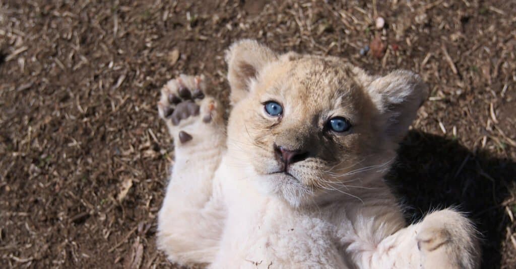 Cucciolo di leone - cucciolo di leone con gli occhi azzurri