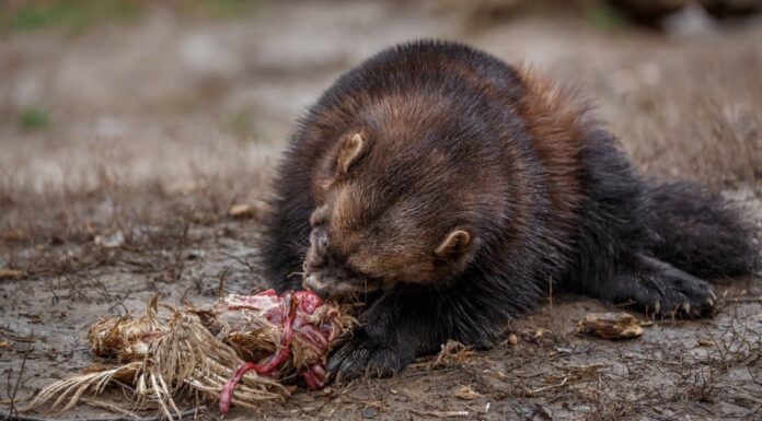 What Do Wolverines Eat