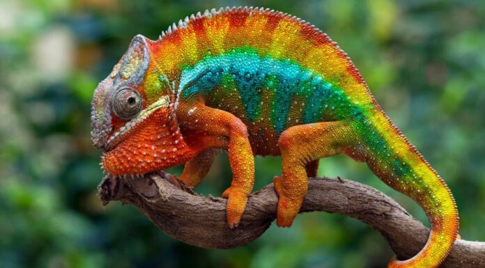 Animals That Change Color- Chameleon