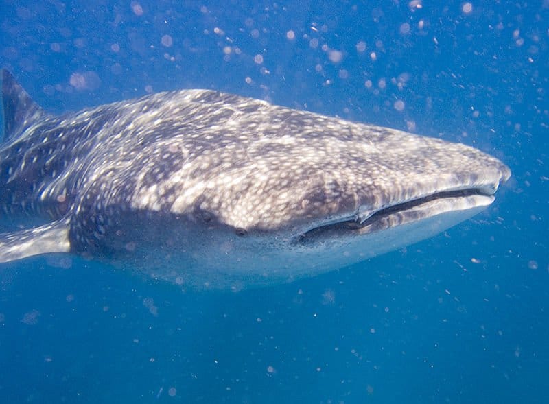 Squalo balena al largo di Tofo Beach, Mozambico