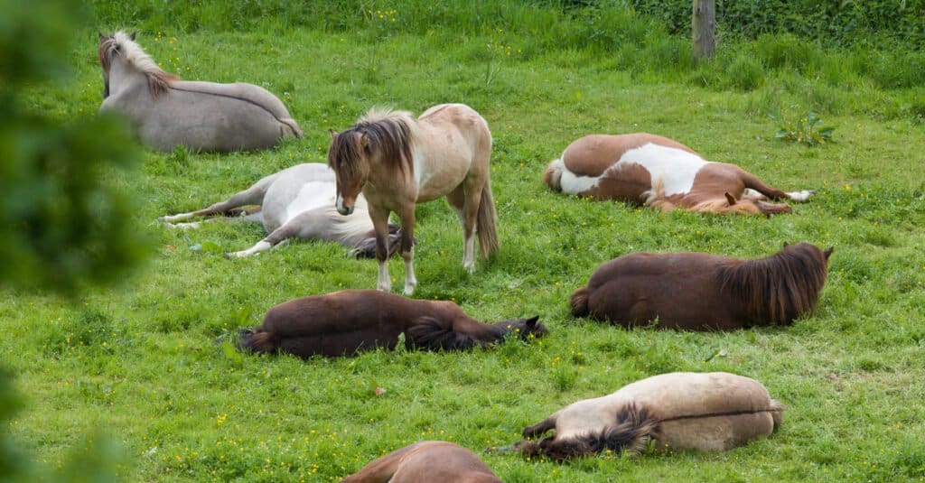 Animali che dormono in piedi: cavalli in un campo