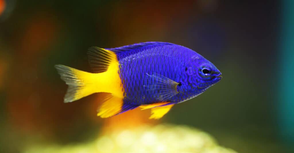 Animali blu - Dameselfish blu 