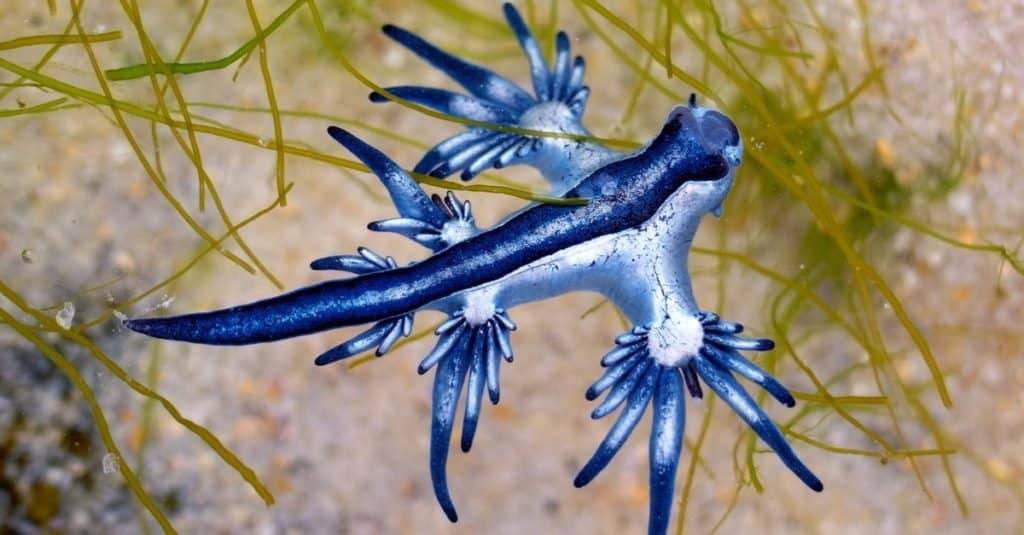 L'animale più strano: Glauco blu