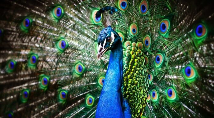 Blue Animals - Portrait of beautiful peacock with feathers out