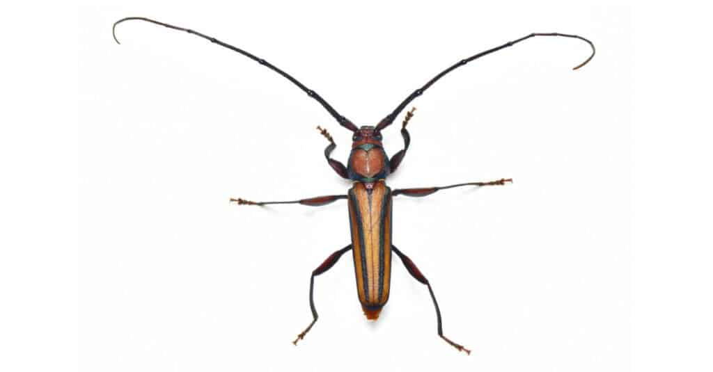 I coleotteri più grandi sono uno scarabeo a corno lungo