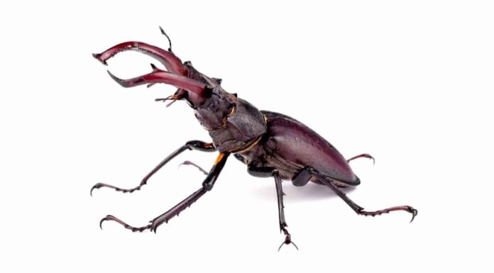 10 Largest Beetles in the World - Atlas Beetle