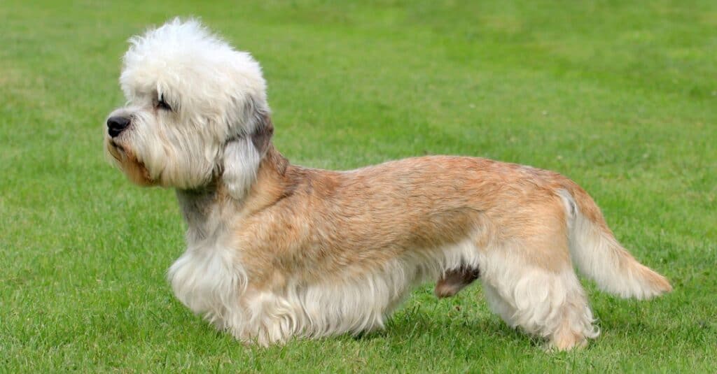 Cani più rari: Dandie Dinmont Terrier