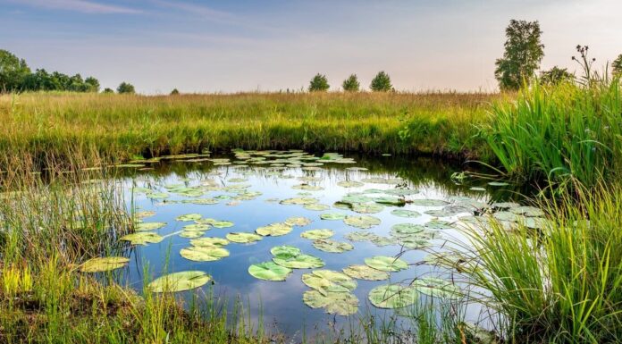 Lake vs Pond - A beautiful lake