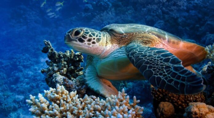 Sea Turtle