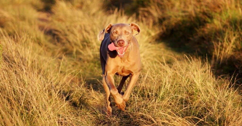 I cani più veloci: Weimaraner