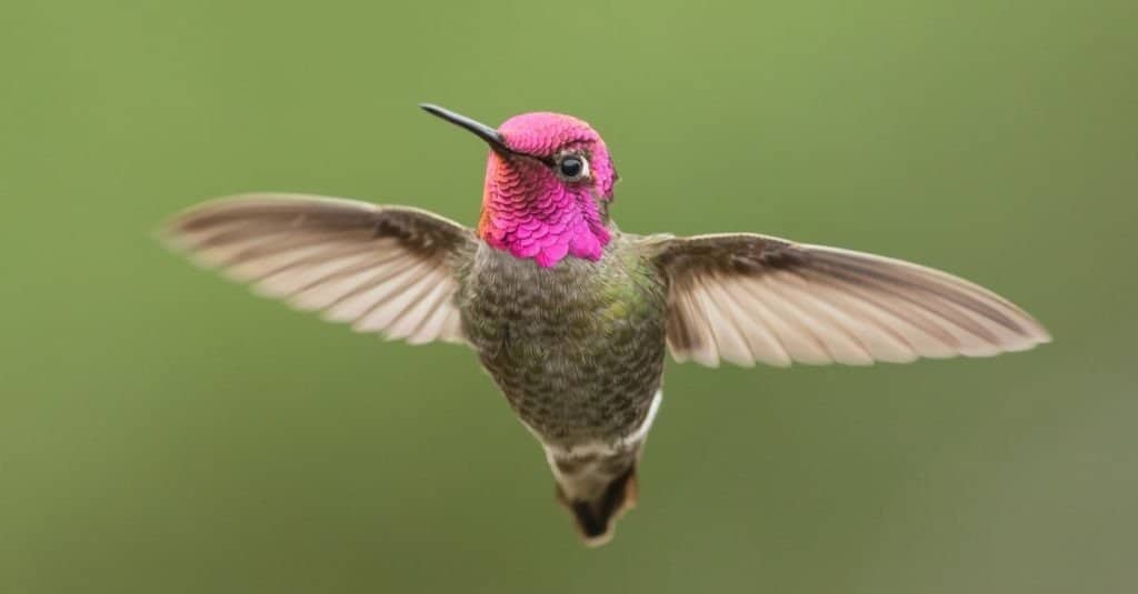 Il colibrì maschio di Anna si mette in mostra