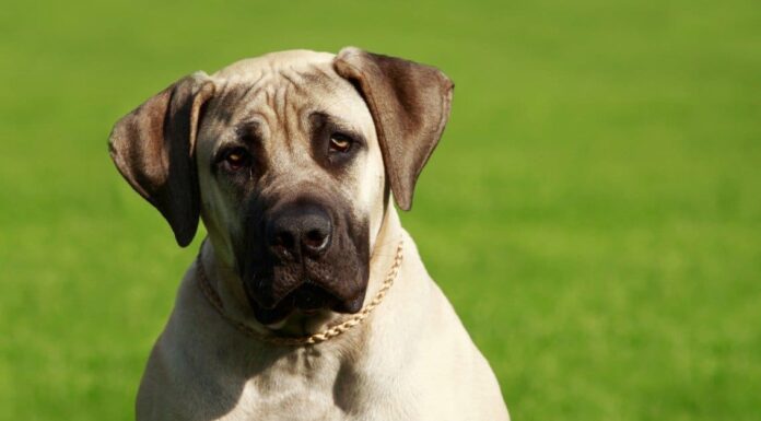 Le 11 migliori razze di cani più pesanti

