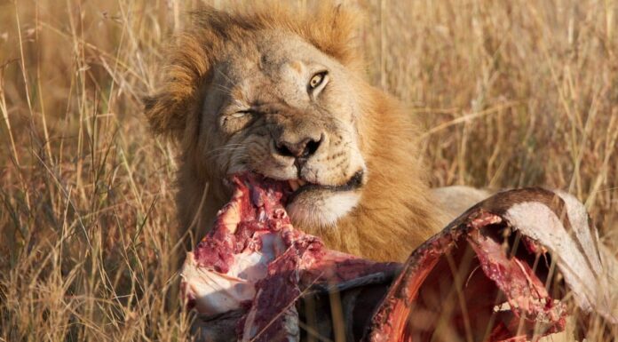 What do lions eat