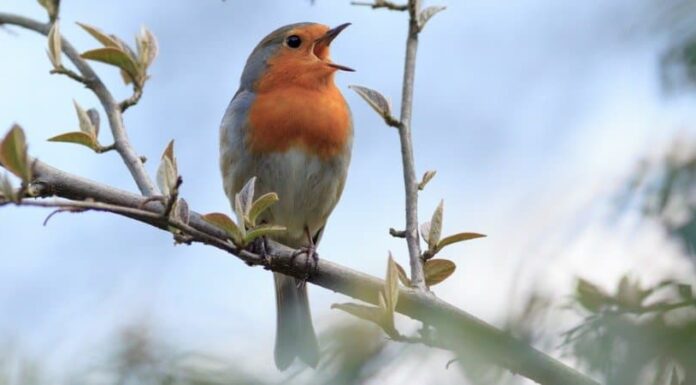 Perché gli uccelli cantano al mattino?
