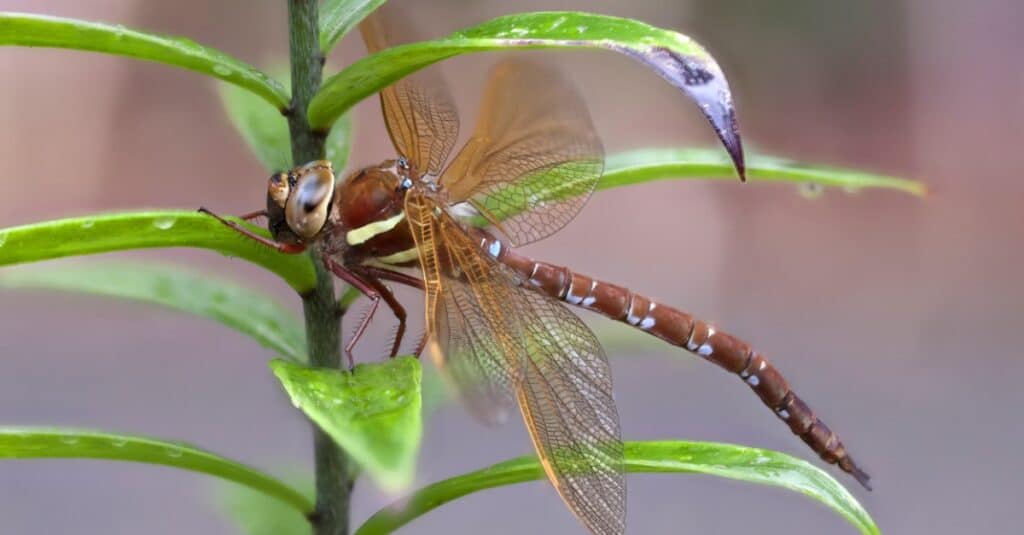 Le libellule più grandi - Brown Hawker