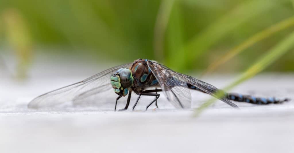 Le libellule più grandi sono le paludi