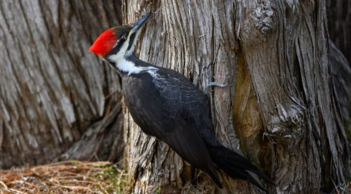 Largest woodpecker - European Green 